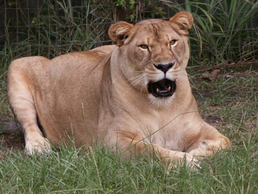 Sarabi Lioness