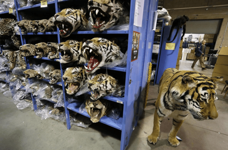 Tiger Poaching Confiscation