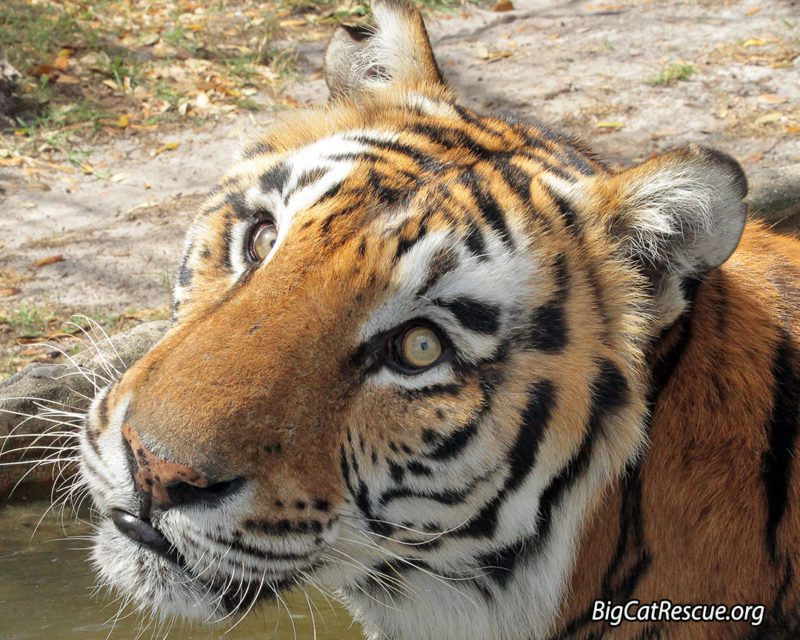 Andre the Tiger