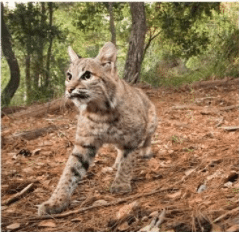 Felidae Bobcat Conservation