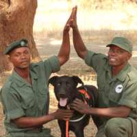 Lions Working Dogs