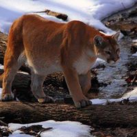 Mountain Lion Foundation Conservation