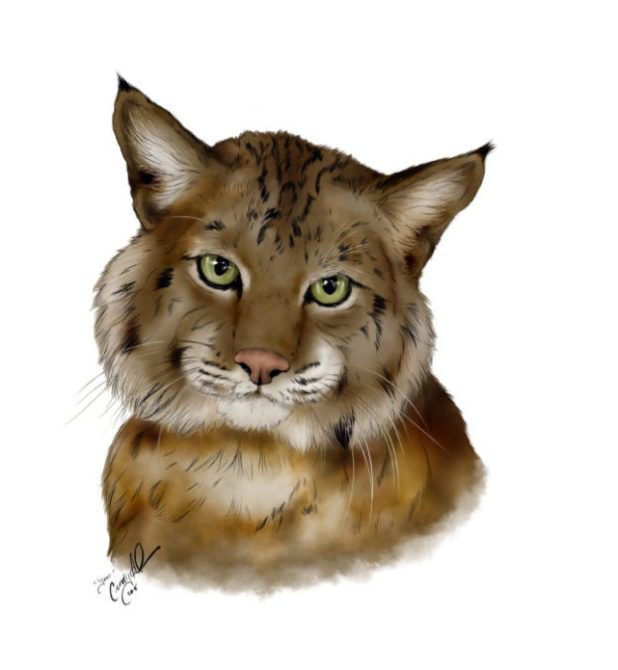 Teuci Rehab Bobcat - Art By Cindy