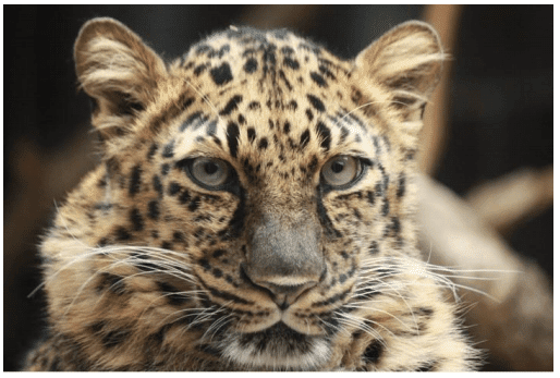 Nat Amur Leopard