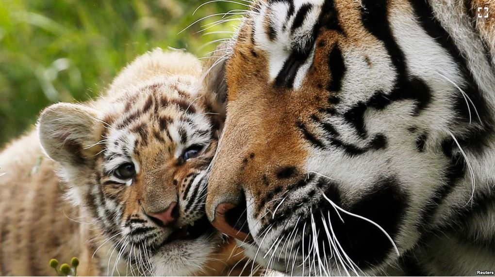 IS IT LEGAL TO TRANSFER TIGERS ACROSS STATE LINES?