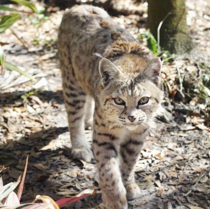Learn more about this elderly bobcat at https://bigcatrescue.org/tiger-lilly/