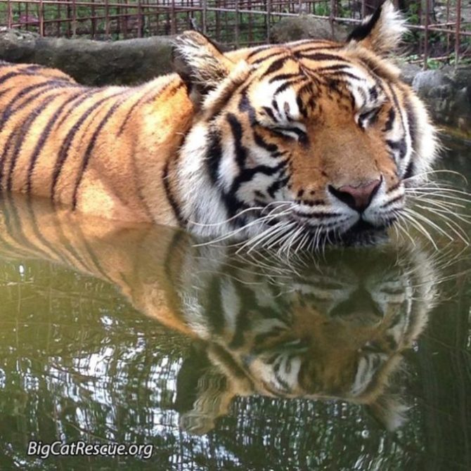 Priya Tiger can't decide if she wants to play in the pool or take a big cat nap. Photo by Sarah Copel