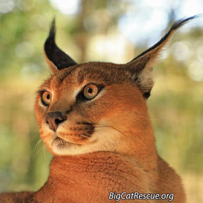 Cyrus Caracal and another of his handsome facial expressions.