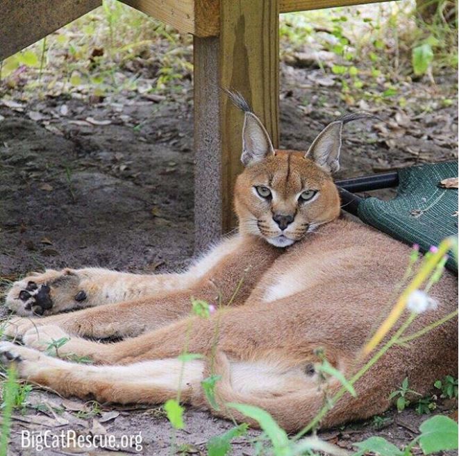 Cyrus Caracal Chilling on a Friday Afternoon