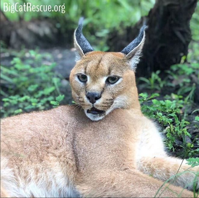 Cyrus Caracal has incredible hearing and it always listening for treats!