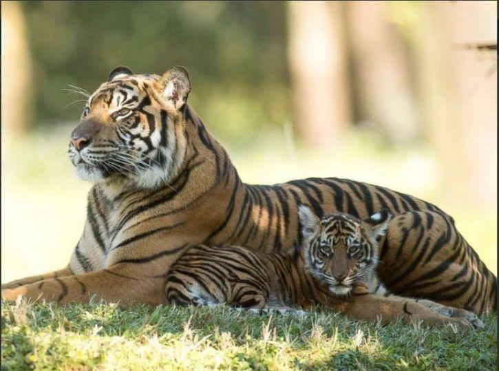 Save Avni Tigress and Her Two Cubs