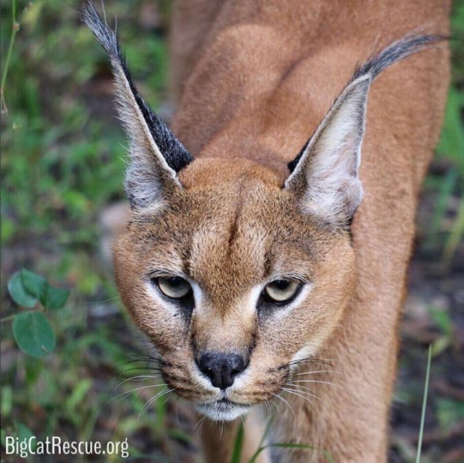 Cyrus Caracal trilling into a new week! #HappyMonday