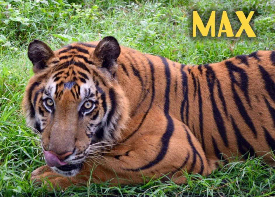 Guatemala Circus Tiger Max
