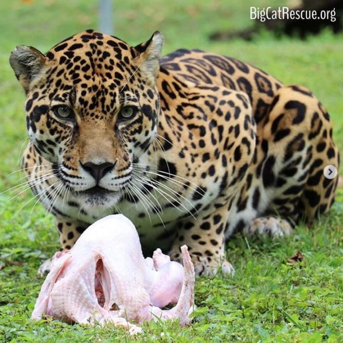 Manny Jaguar thoroughly enjoyed his first Thanksgiving at Big Cat Rescue. THANK YOU to everyone who donated to the cats' turkey fund at BigCatRescue.org/turkey