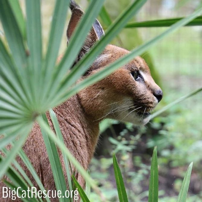 Cyrus Caracal looking completely purr-fect among his palmettos.