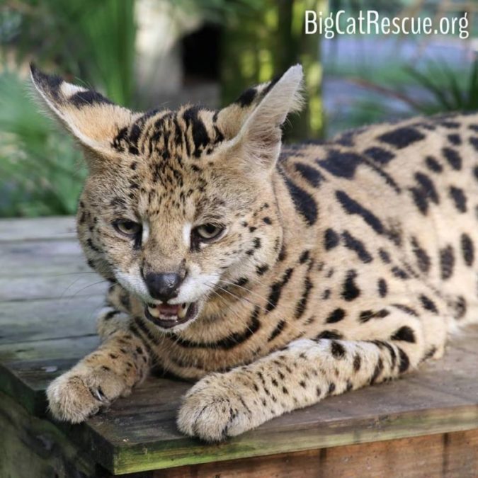 Hutch Serval always has an opinion. I wonder what he is thinking in this photo.