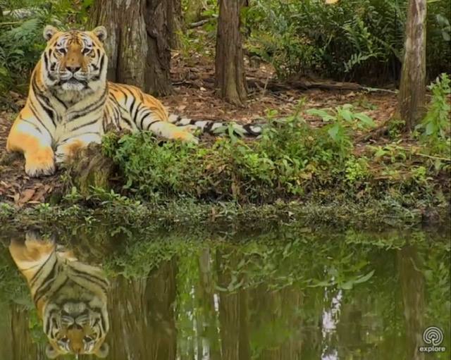 Good morning Big Cat Rescue Friends! ☀️ Happy CATurday from adorable Seth and his handsome reflection! ❤️ Two Seth's are twice the fun! ❣️?❣️ Have a great day all you cool cats! Photo: Taken from Explore camera