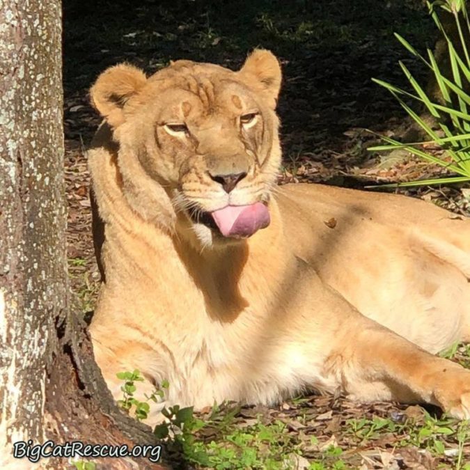 Nikita Lion what are you doing? Photo by Keeper Mary Lou Geis