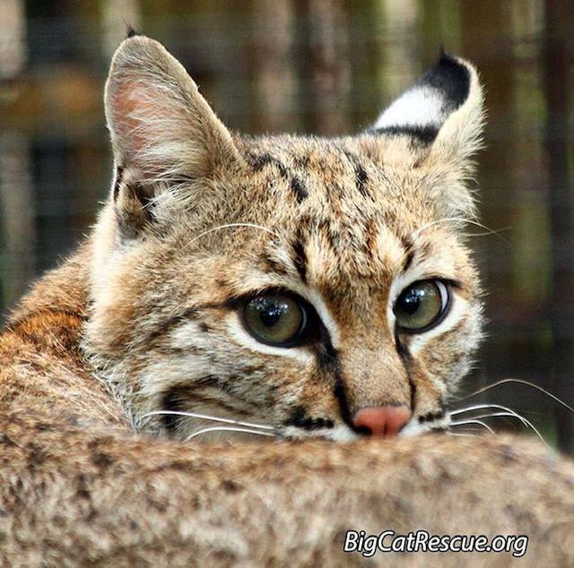 Good morning Big Cat Rescue Friends! ☀️ Mrs. Claws Bobcat is hoping for a peaceful Monday! ? Have a wonderful day everyone! ?