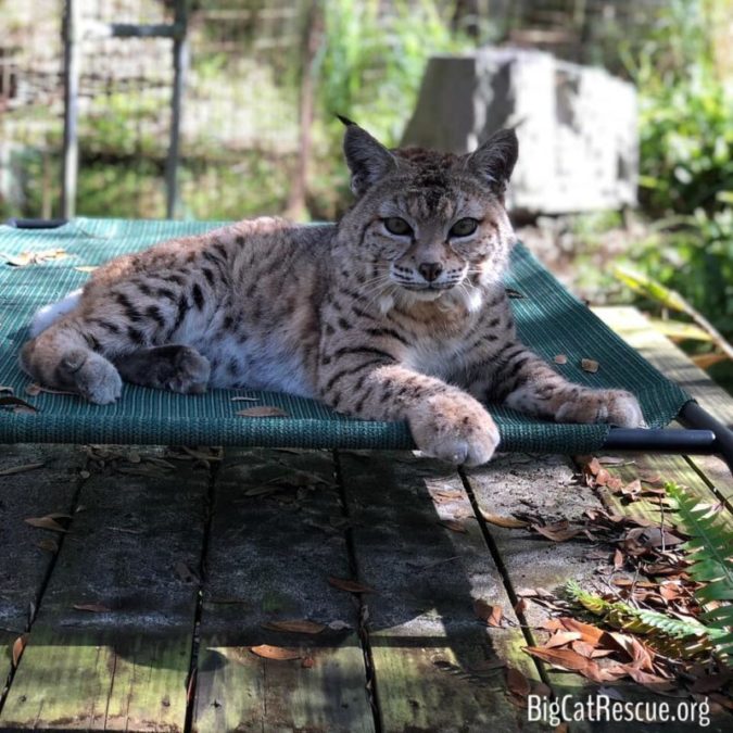 Tiger Lilly Bobcat spends her afternoons relaxing on her coolaroo bed