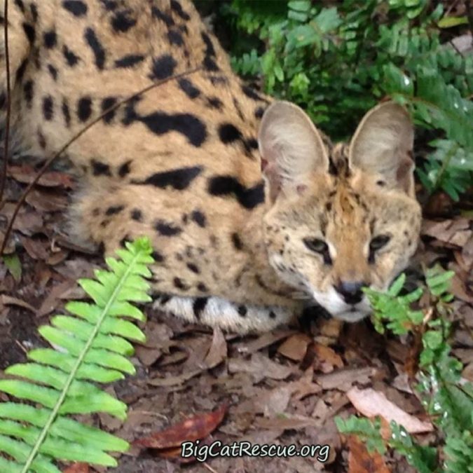 Ginger Serval likes to play with her food before eating it. She can also jump very high!!! She likes to go after birds. Note by Keeper Bonnie Farago Photo by Keeper Mary Lou Geis