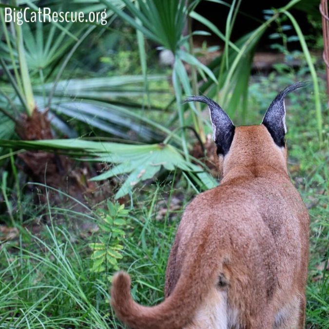 Cyrus Caracal listening to Beacher and Hutch chatting back and forth