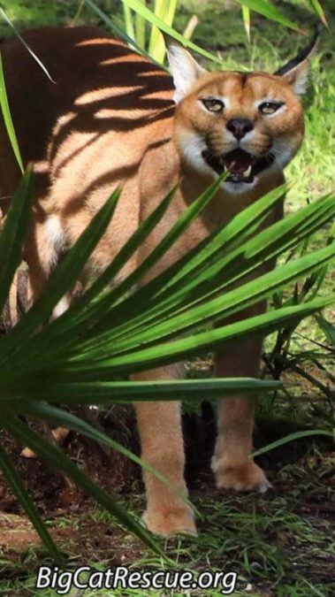 Cyrus Caracal expressing how he feels about Monday!