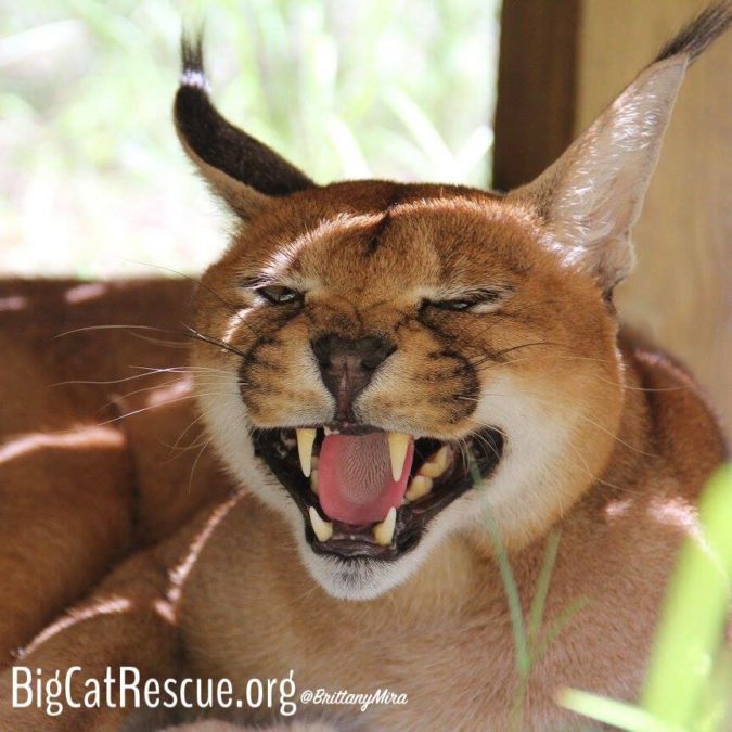 Help the Big Cats SMILE! You can donate to the cats at NO COST TO YOU when you select BCR as your charity on Amazon Smile and shop Smile.Amazon.com instead of Amazon.com. It is exactly the same as regular Amazon EXCEPT when you use the Smile URL Amazon donates .5% of your purchase to BCR. It's added up to over $100,000 for the cats! Amazon.com/bigcatrescue