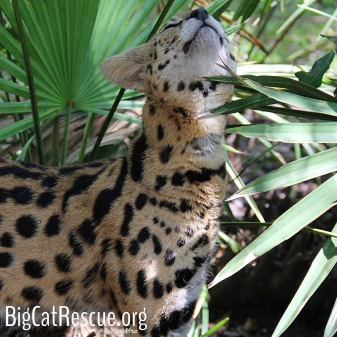 Hutch Serval sure loves marking his entire enclosure as all his!