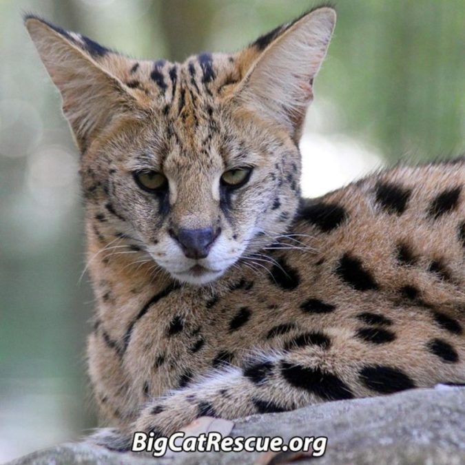 Nala Serval is ready for a long catnap!