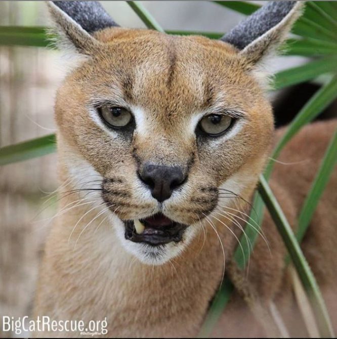 Cyrus Caracal is all smiles because it's the weekend!