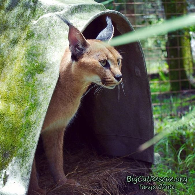 Cyrus Caracal peeking out to see if the snack keeper is coming yet.