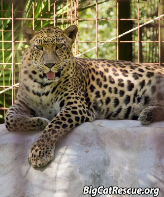 Silly Sundari Leopard is showing us her best pose for Tongue Out Tuesday!
