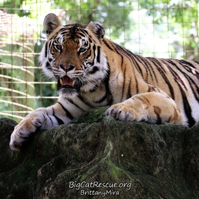 Jasmine also enjoys lounging on top of her big den so she can keep a close eye on her keepers and neighbors.