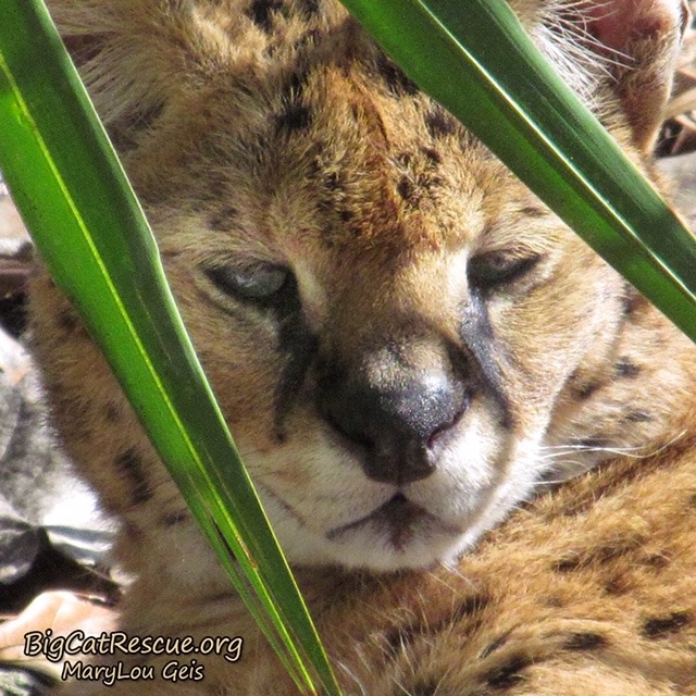 Zimba Serval is hanging out in the sunbeam recharging his battery for later with a nice long catnap!