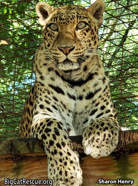 Sundari Leopard