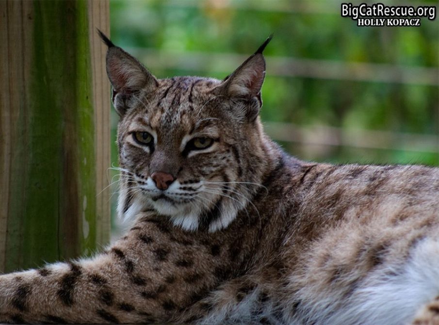 Miss Lovey Bobcat is looking forward to a quiet FURsday evening!