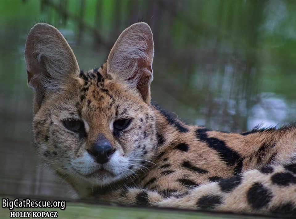 Miss Ginger Serval wishes everyone a pleasant evening!