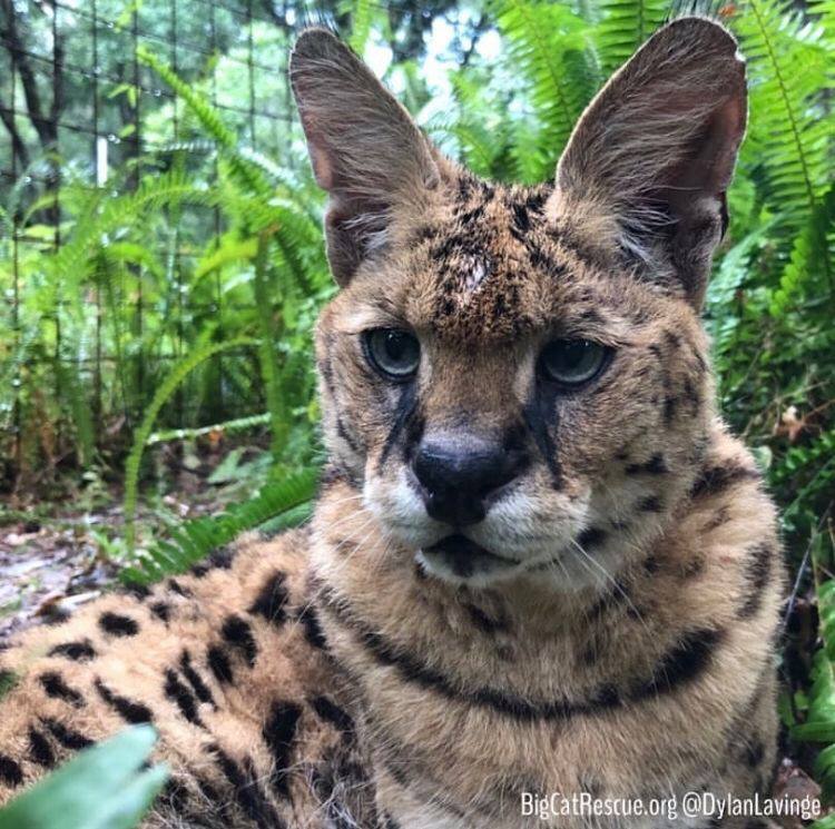 Zimba Serval hiding out in his ferns-waiting to surprise his keepers!