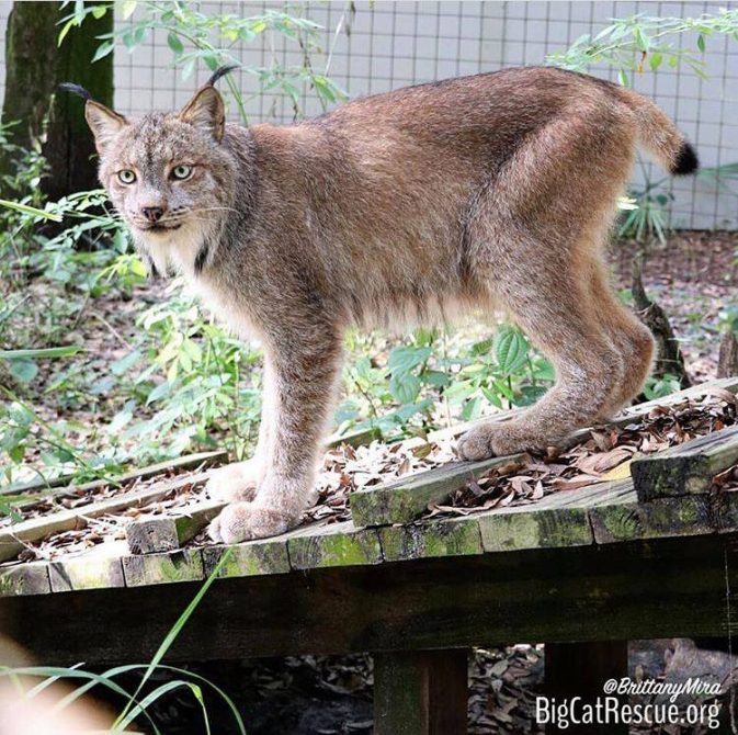 Gilligan the Canadian Lynx is on the lookout for the meds keeper so he can chase them for treats!