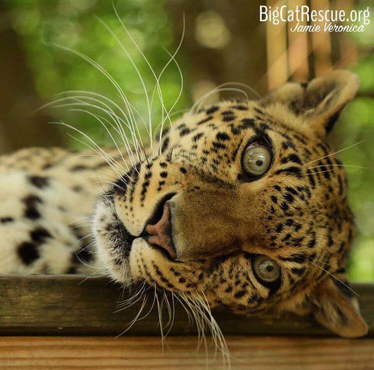 Sundari Leopard has whiskers for days!