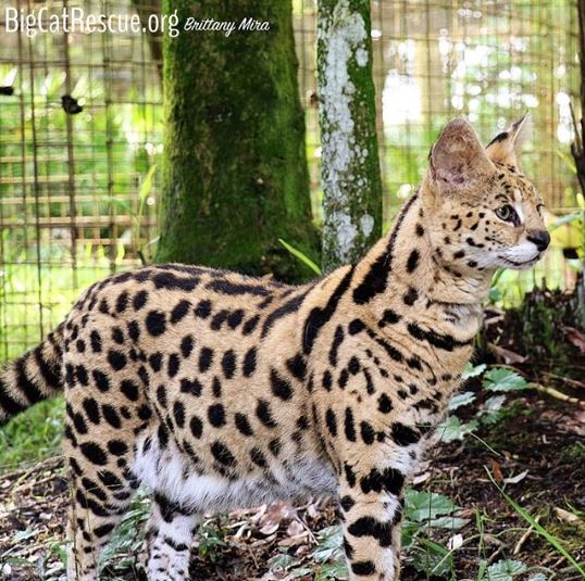 Hutch the serval makes sure that the keepers handing out the sicles don't forget about him!