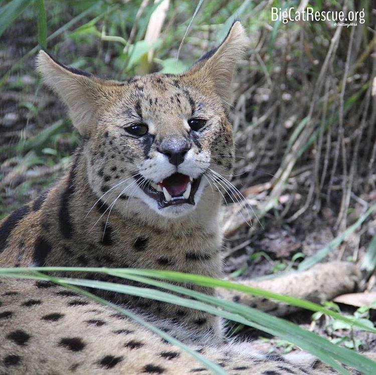 Zucari Serval is all smiles today!