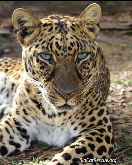 Beautiful Miss Armani Leopard is hoping you have a fantastic FURsday Thursday! ?