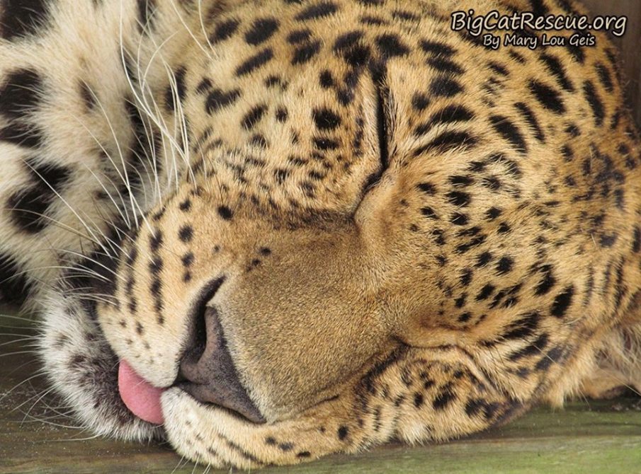 Good night Big Cat Rescue Friends! ? Beautiful Sundari Leopard wishing you a wonderful CATurday night! Nite Nite Sunny!