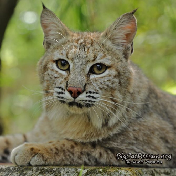 Handsome Nabisco Bobcat is wishing everyone sweet dreams on this Whiskers Wednesday night!
