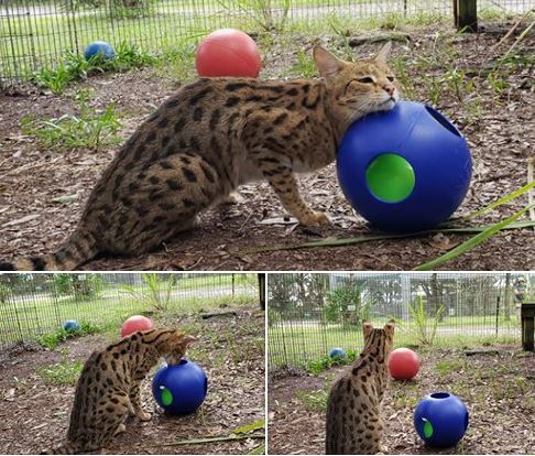 Mouser, the Savannah cat, really seems to enjoy his new toys.