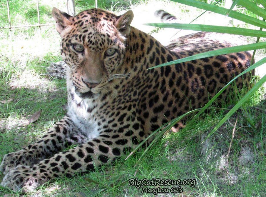 Miss Sundari Leopard resting in her ferns!