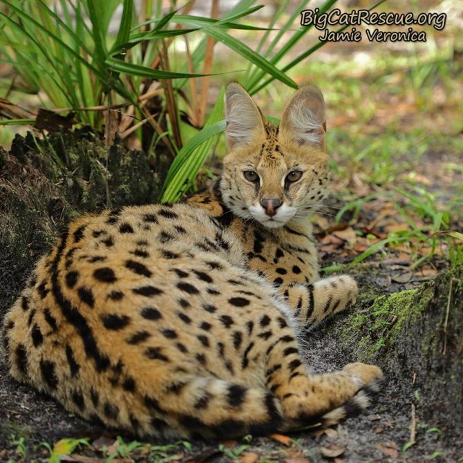 Miss Illithia Serval hopes you have an awesome FURSday Thursday evening!