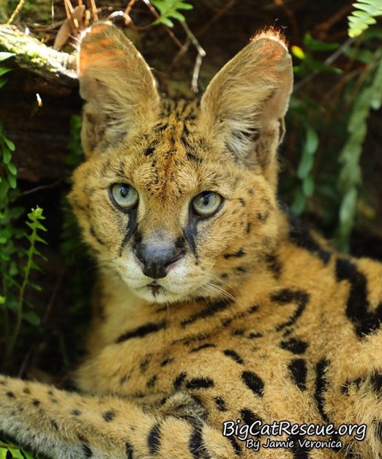 Zimba Serval certainly is a handsome guy!